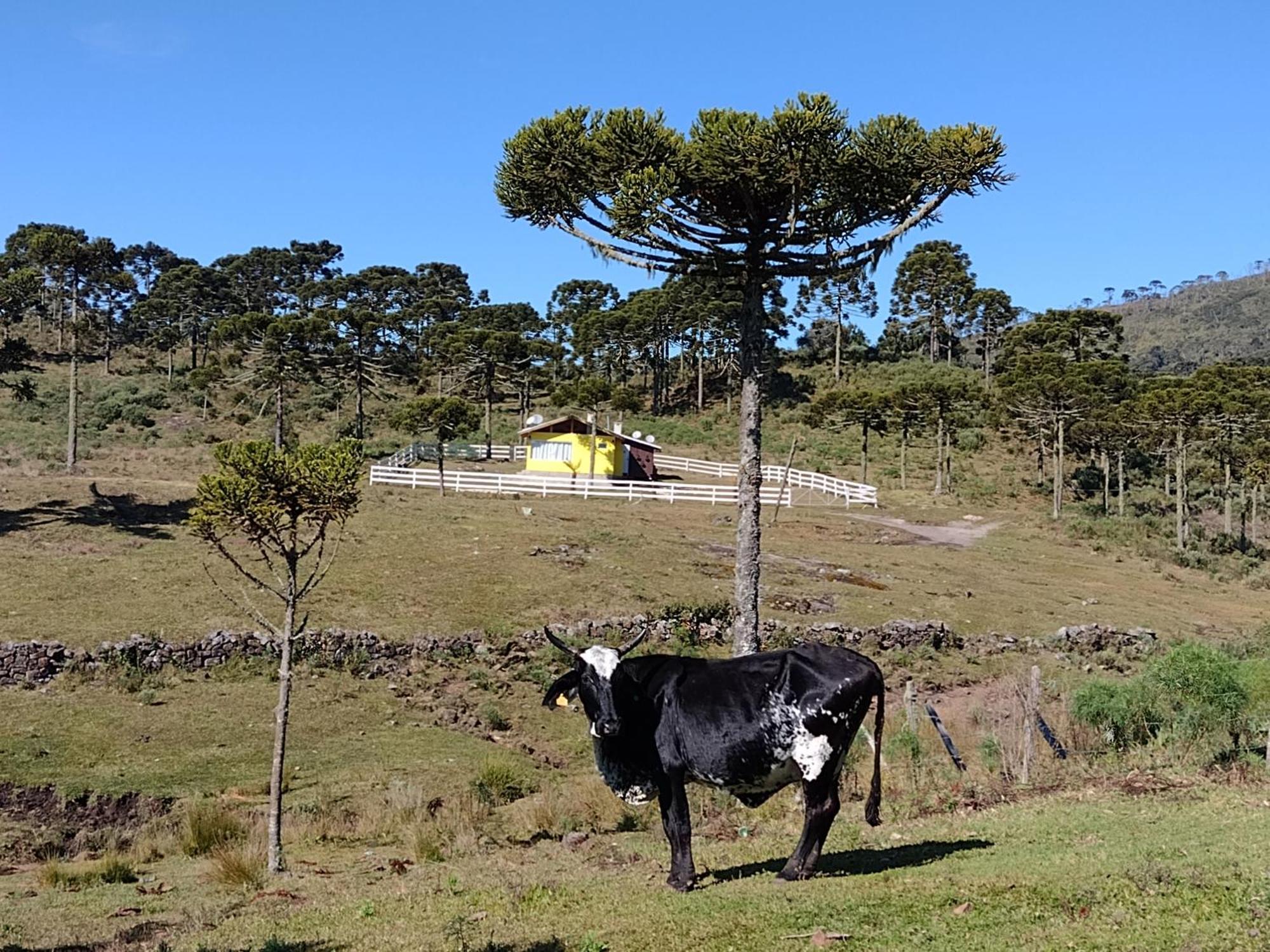 Casa E Cabana De Campo Fazenda Borba 乌鲁比西 外观 照片