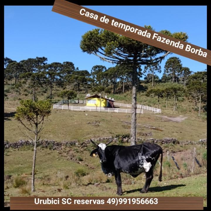 Casa E Cabana De Campo Fazenda Borba 乌鲁比西 外观 照片
